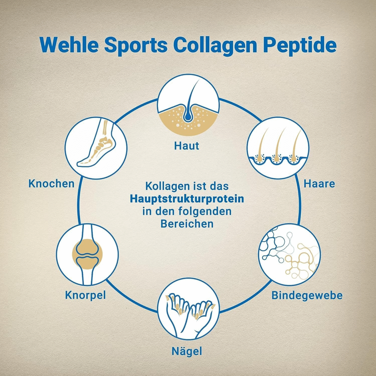 Collagen Pulver 1 KG - Bioaktives Kollagen Hydrolysat Peptide, Eiweiß-Pulver Ges