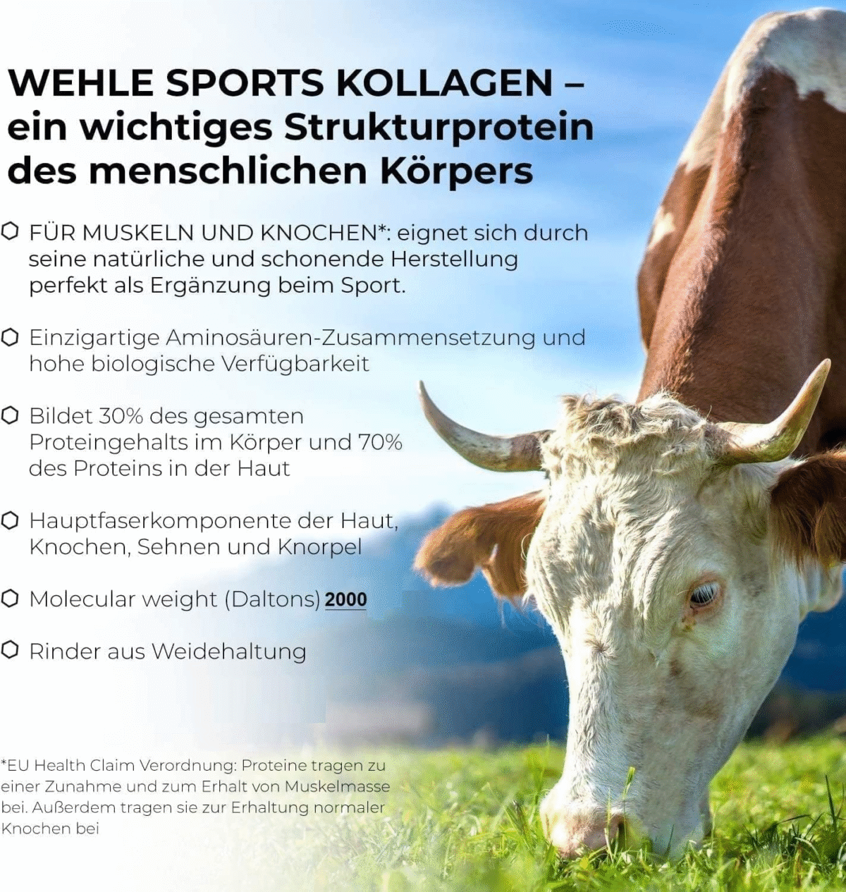 Collagen Pulver 1 KG - Bioaktives Kollagen Hydrolysat Peptide, Eiweiß-Pulver Ges